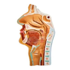 Anatomical Sagittal Model of Nasal Cavity, Oral Cavity, Larynx And Pharynx