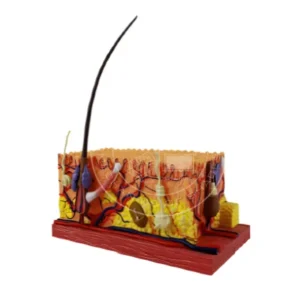 Anatomical Model of Human Skin