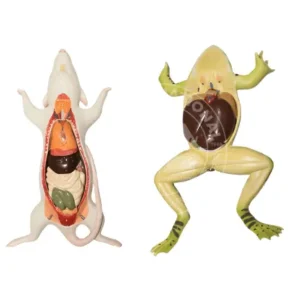 Model of the Internal Organs of a Rat And Frog
